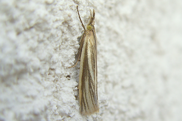 Crambus perlella