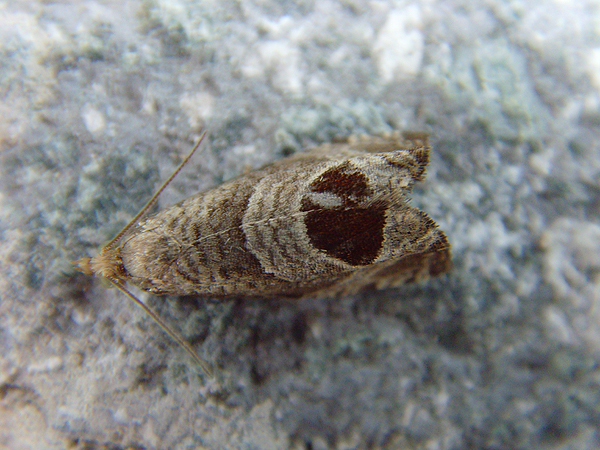 Bramble Shoot Moth Epiblema uddmanniana