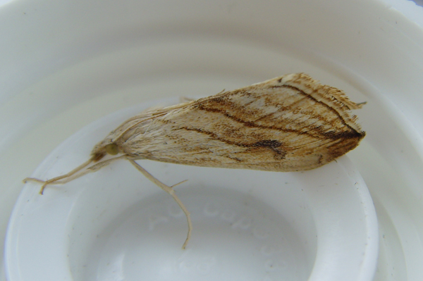 Garden Pebble Evergestis forficalis 