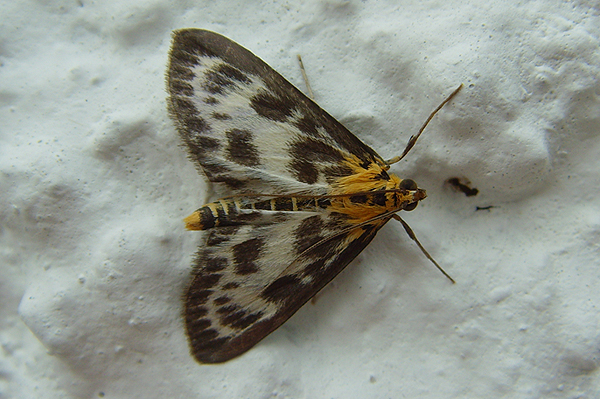 Small Magpie Eurrhypara hortulata