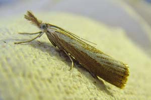 Agriphila Straminella 