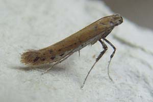 Aspilapteryx Tringinpennella