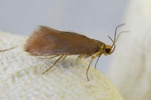 Batia Unitella 