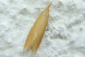 Chilo Phragmitella 