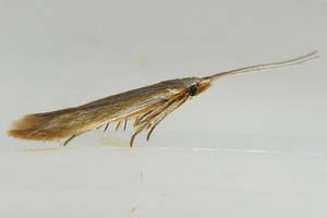 Coleophora SP