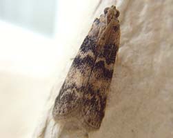 Euzophera Pinguis 