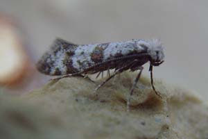 Hawthorn Moth 