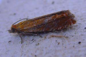 Lathronympha strigana