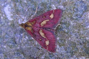 Pyrausta purpuralis