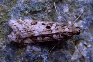 Eudonia angustea