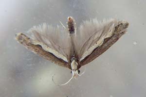 Diamond-back Moth