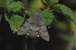 Hummingbird Hawk-moth 