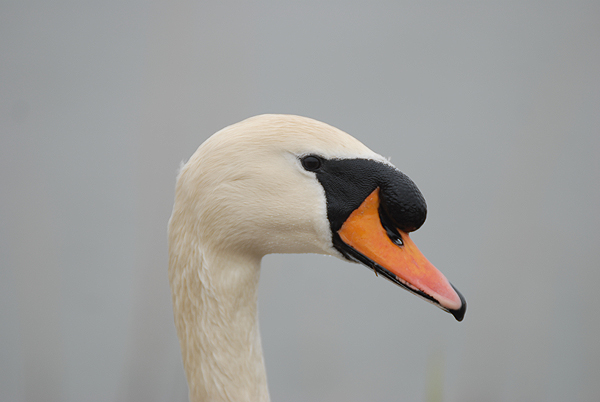 mute swan photo