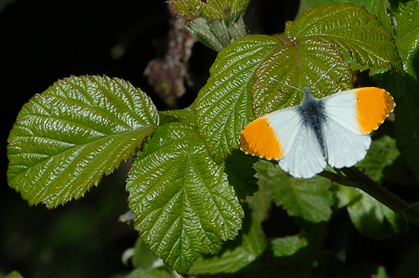 Orangetip butterfly