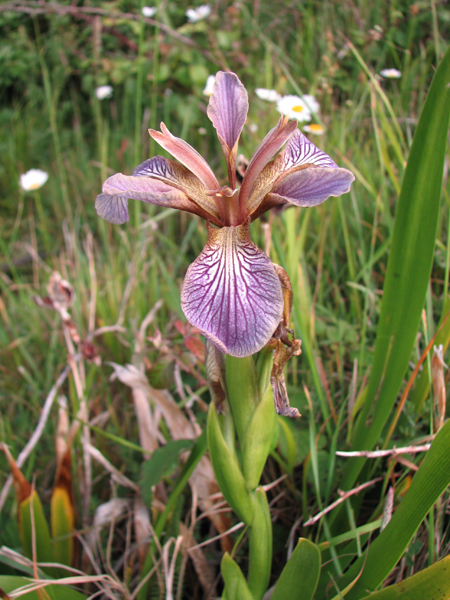 Photo of Stinking Iris