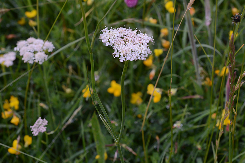 Corky-fruited Water-dropwort Oenanthe pimpinelloides