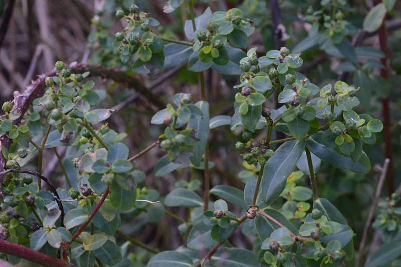 Balkan Spurge Euphorbia oblongata