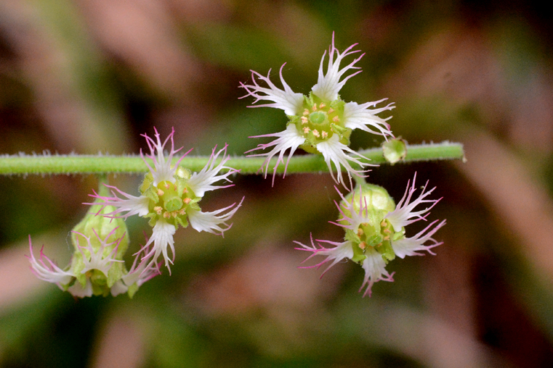 Fringecups Tellima grandiflora