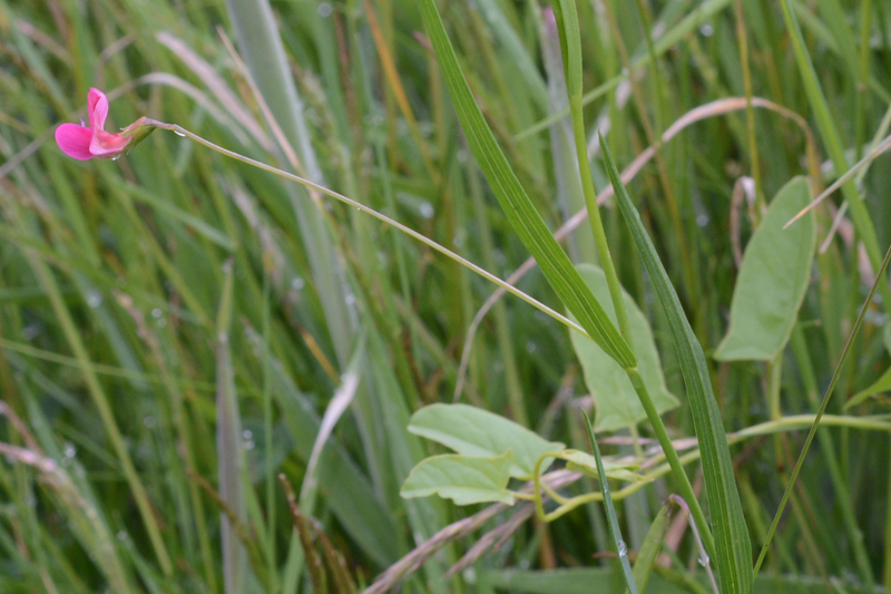 Grass Vetchling Lathyrus nissolia