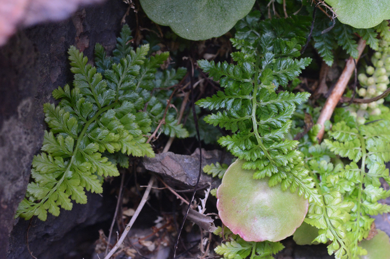 Lanceolate Spleenwort Asplenium obovatum
