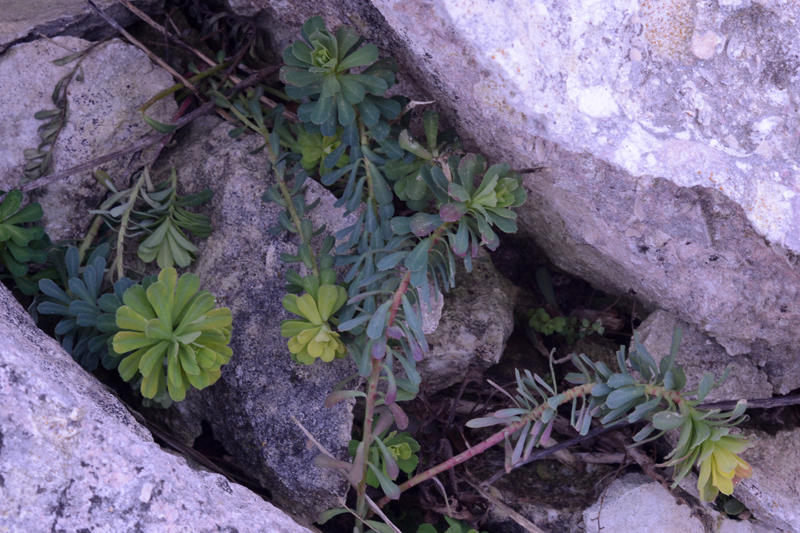 Portland Spurge Euphorbia portlandica