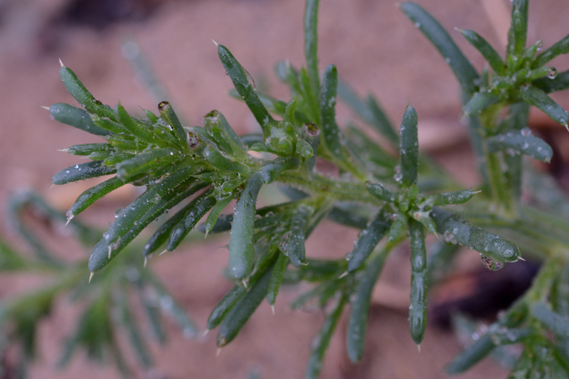 Prickly Saltwort Salsola kali