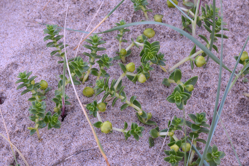 Sea Sandwort Honckenya peploides