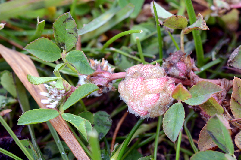 Trifolium tomentosum 