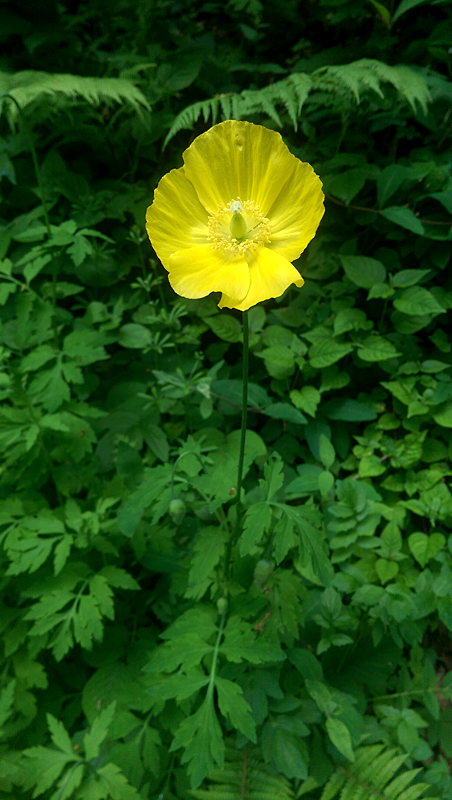 Welsh Poppy Meconopsis cambrica
