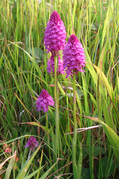 photo of Pyramidal Orchid