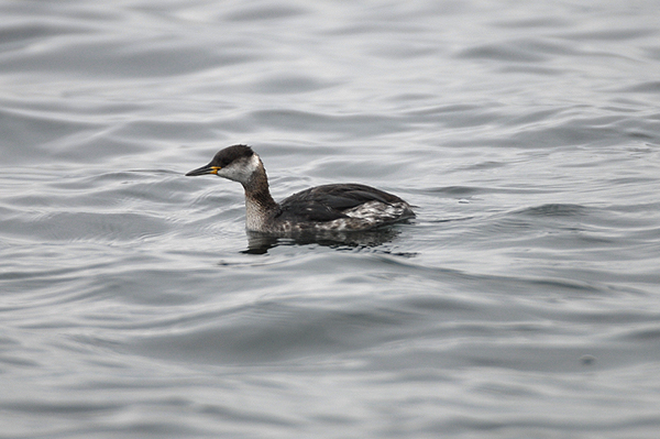 Photo of winter Red-necked Grebe