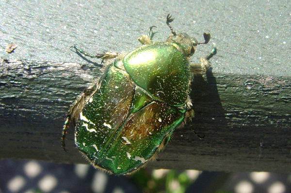 Photo of Rose Chafer