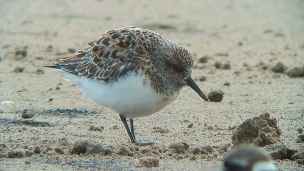 Sanderling photo