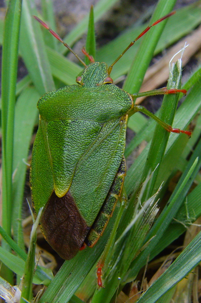 Shieldbug