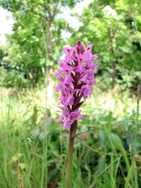 Southern Marsh Orchid