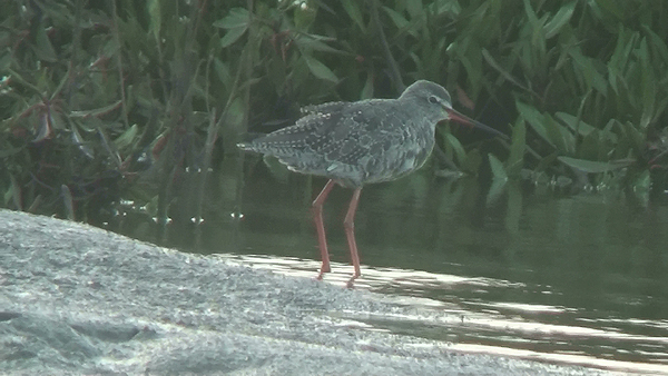 Spotted Redshank photo
