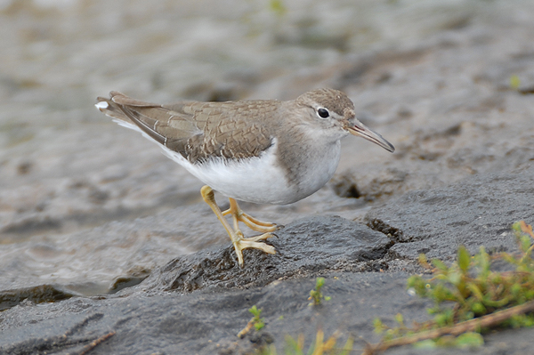 photo of winter Spotted Sandpiper