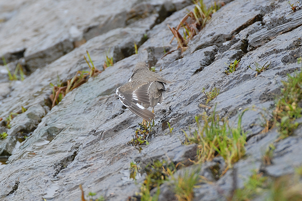photo of Spotted Sandpiper wing pattern