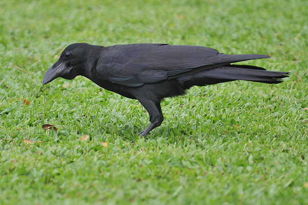 Long-billed Crow 