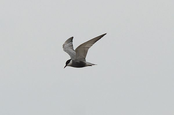 photo of Whiskered Tern