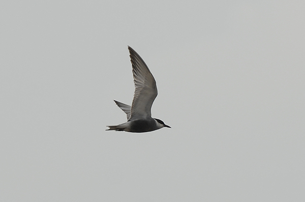 Photo of Whiskered Tern