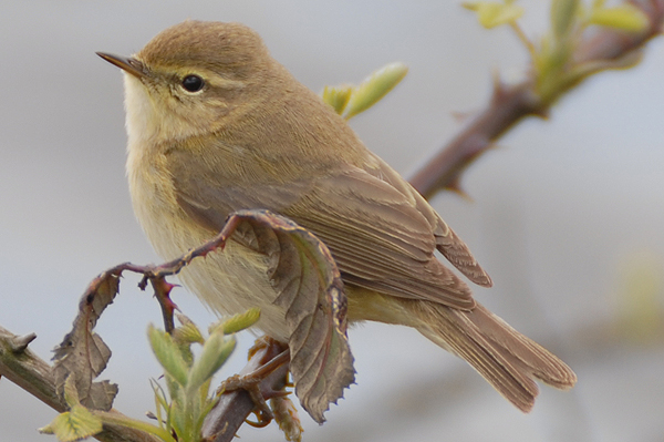 photo of unmoulted willow warbler in spring