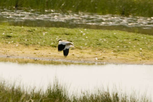 White-tailed Plover Caerlaverock