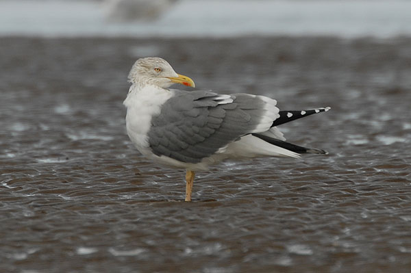 adult yellow-legged gull